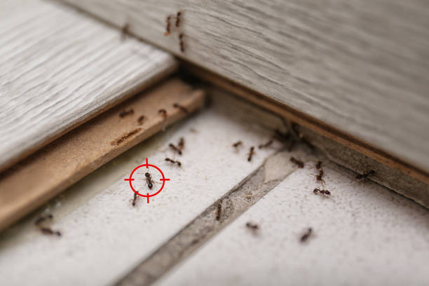 Best Commercial Pest Control Services  in Silver City, NM