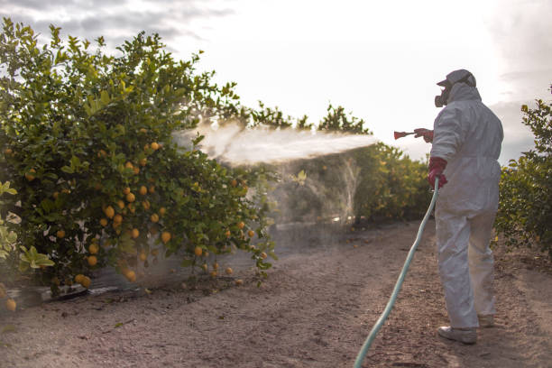 Best Pest Removal Services  in Silver City, NM
